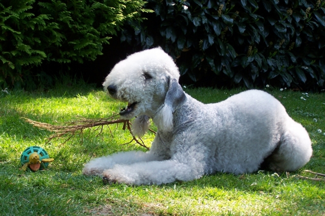 Unsere Hunde 11.05 (3).JPG